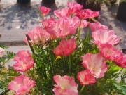 Nhà đẹp - Loài hoa dại lên đời thành cây cảnh, đẹp chẳng kém hoa hồng, nở từ xuân đến thu, trồng một lần ngắm cả đời