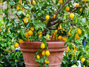 Nhà đẹp - 8 loại quả giúp giải độc gan hiệu quả, trồng một cây ở ban công vừa tốt cho sức khỏe vừa chiêu tài