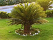 Nhà đẹp - Cây vạn tuế ra hoa có thực sự là điềm lành? Tại sao ngày càng ít người trồng cây vạn tuế?