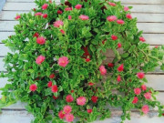 Nhà đẹp - Cây cảnh đẹp hơn trầu bà, lá làm rau thải độc gan, hoa nở quanh năm, trồng ở ban công còn chiêu tài cực mạnh