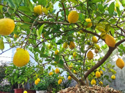 Nhà đẹp - 10 loại cây “đẻ ra vàng” trồng trong nhà giúp hút tài chiêu lộc, xua đuổi tà khí, bồi bổ sức khỏe cho cả nhà