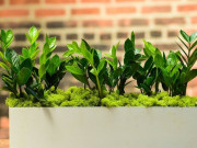 Nhà đẹp - 4 loại cây “thần tài” nổi tiếng nhưng nhiều người vẫn ghét bỏ, vứt đi không thương tiếc