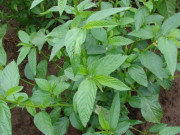 Nhà đẹp - 12 loại rau siêu giàu canxi, loại thứ 10 gấp 4 lần sữa, cắm cành vào đất là sống, trồng một lần ăn cả đời