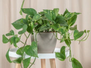 Nhà đẹp - Cách trồng và ý nghĩa phong thủy của cây trầu bà