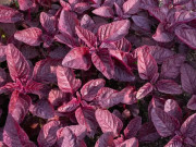 Nhà đẹp - 8 loại rau siêu giàu sắt, loại thứ 6 gấp hơn 4 lần thịt, trồng 30 ngày là cho thu hoạch