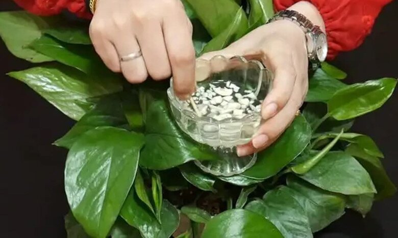 Ném một tép tỏi vào chậu hoa, cây phát triển mạnh hơn tiêm hormone, tươi tốt rực rỡ, nhanh mọc mầm mới - 3
