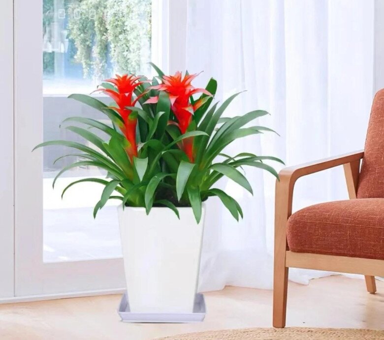 Nhà có 5 loại hoa này, con cái luôn có quý nhân giúp đỡ, càng trồng gia đình càng vượng phát - 9