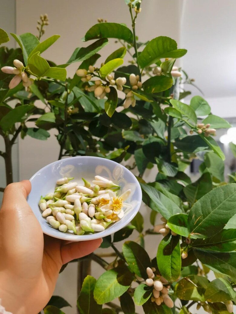 Nhà có 5 loại hoa này, con cái luôn có quý nhân giúp đỡ, càng trồng gia đình càng vượng phát - 5