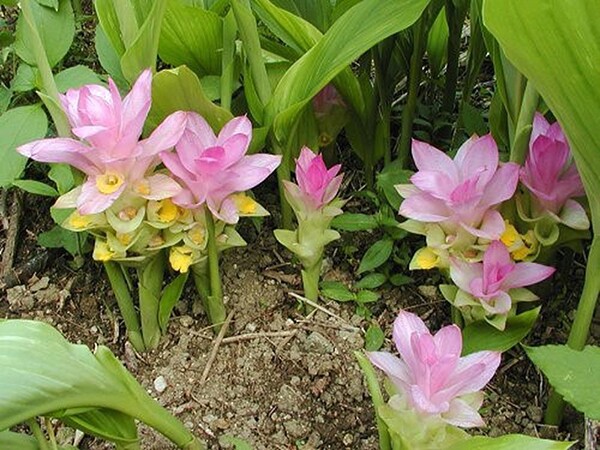 nữ hoàng gia vị là khắc tinh của ung thư lá và củ kho cá đều ngon cây khi ra hoa tài lộc ùn ùn kéo đến - 4