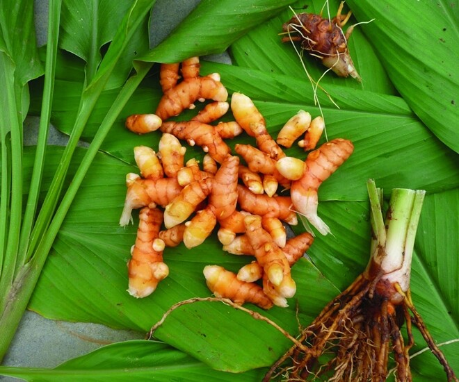 nữ hoàng gia vị là khắc tinh của ung thư lá và củ kho cá đều ngon cây khi ra hoa tài lộc ùn ùn kéo đến - 1