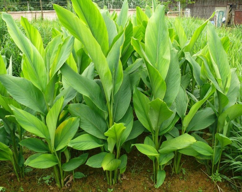 nữ hoàng gia vị là khắc tinh của ung thư lá và củ kho cá đều ngon cây khi ra hoa tài lộc ùn ùn kéo đến - 2