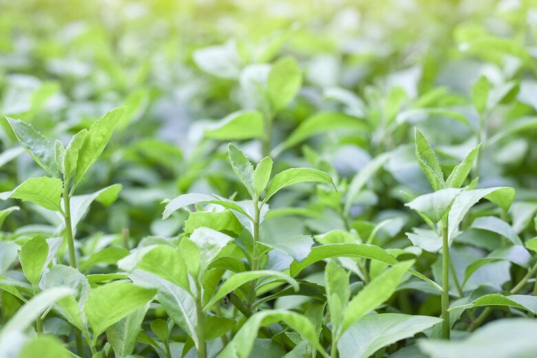 Rau dại xưa trồng làm hàng rào nay thành đặc sản, dược liệu quý, trồng trong nhà giúp gia chủ thu hút tài lộc - 5