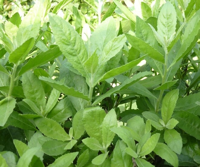 Rau dại xưa trồng làm hàng rào nay thành đặc sản, dược liệu quý, trồng trong nhà giúp gia chủ thu hút tài lộc - 1