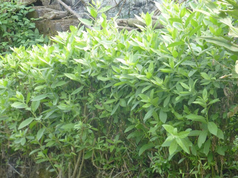 Rau dại xưa trồng làm hàng rào nay thành đặc sản, dược liệu quý, trồng trong nhà giúp gia chủ thu hút tài lộc - 3