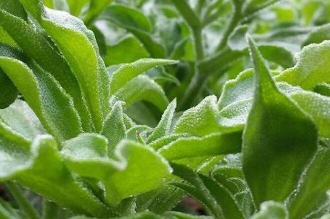 Rau kim cương từng mọc hoang giờ thành đặc sản giá 120.000 đồng/kg, chống oxy hóa cực tốt, trồng 2 tháng cho thu hoạch - 4
