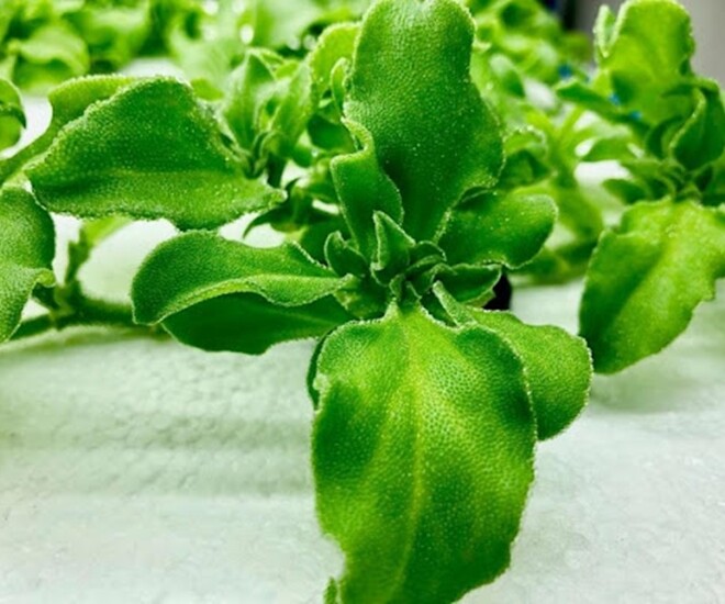 Clip: Cận cảnh rau kim cương