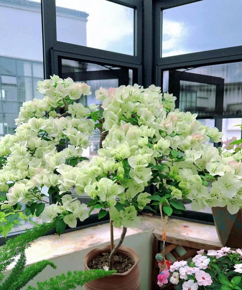 Xem thêm: Hoa giấy vừa đẹp vừa siêng nở hoa, mang lại may mắn và hạnh phúc nhưng 4 người này không nên trồng