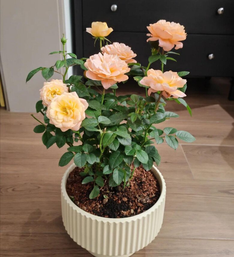 Sau 10 năm trồng hoa hồng, giờ tôi mới hiểu tại sao nhiều người loại bỏ nó khỏi vườn, hóa ra vì 4 lý do này - 5