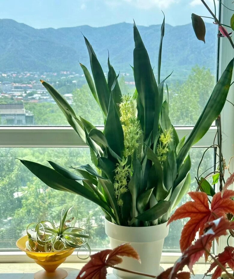Tháng 7 chăm cây lưỡi hổ theo quy tắc amp;#34;3 nhiều 2 ítamp;#34;, không cần bón phân chồi con cũng chen chúc kín chậu - 7