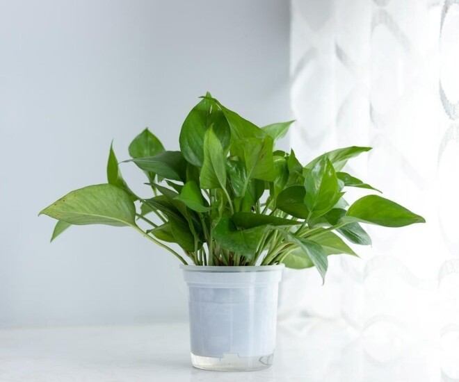 Trầu bà từng là cây cảnh amp;#34;quốc dânamp;#34;, nay bị cho vào amp;#34;danh sách đenamp;#34;, đây là 5 lý do khiến nhiều nhà vội vàng bỏ ngay! - 1