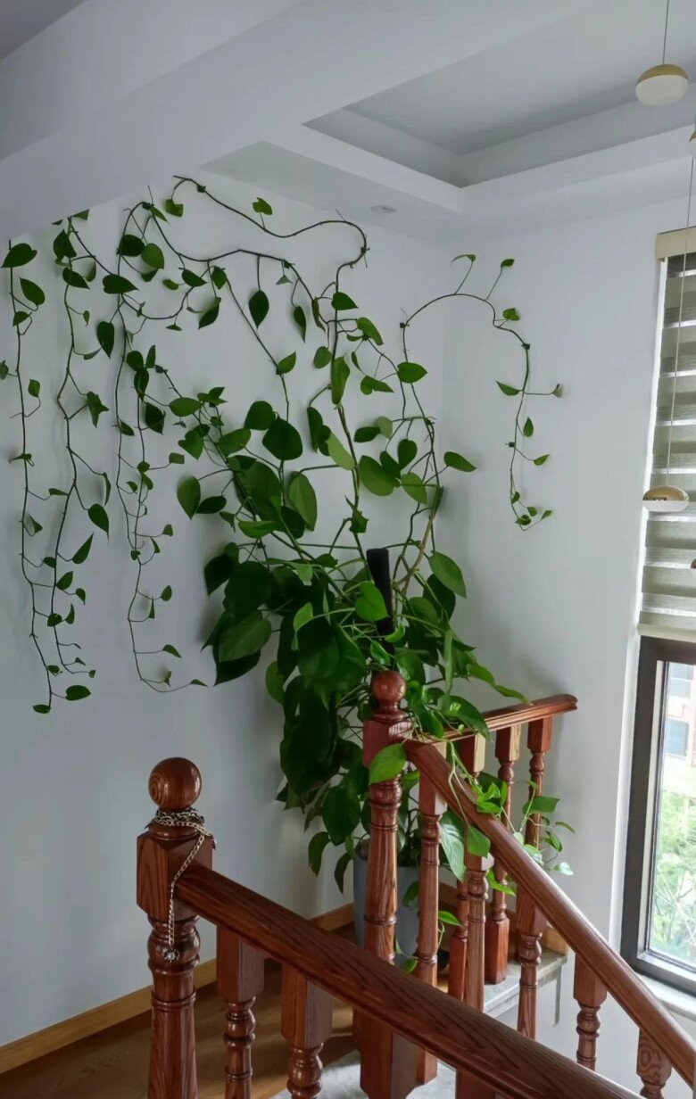 Trầu bà từng là cây cảnh amp;#34;quốc dânamp;#34;, nay bị cho vào amp;#34;danh sách đenamp;#34;, đây là 5 lý do khiến nhiều nhà vội vàng bỏ ngay! - 2