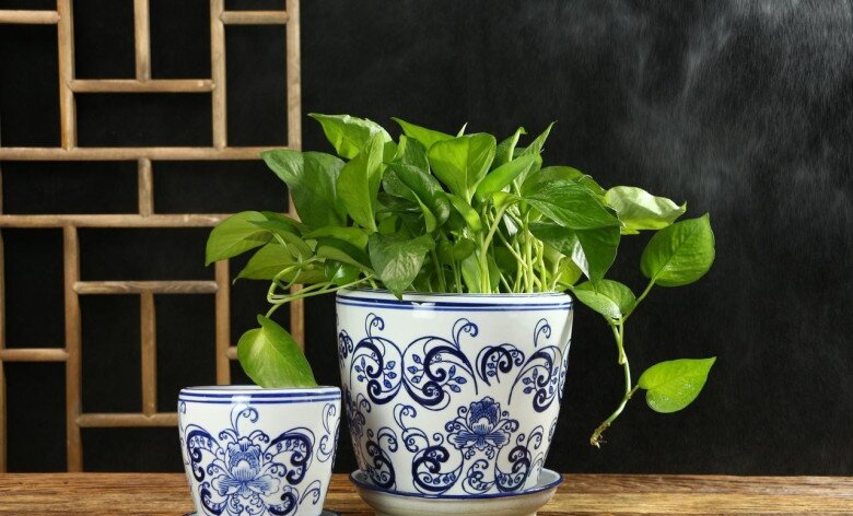Trầu bà từng là cây cảnh amp;#34;quốc dânamp;#34;, nay bị cho vào amp;#34;danh sách đenamp;#34;, đây là 5 lý do khiến nhiều nhà vội vàng bỏ ngay! - 5