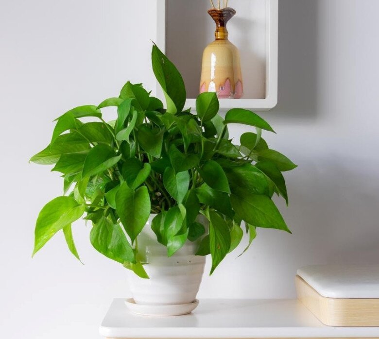 Trầu bà từng là cây cảnh amp;#34;quốc dânamp;#34;, nay bị cho vào amp;#34;danh sách đenamp;#34;, đây là 5 lý do khiến nhiều nhà vội vàng bỏ ngay! - 4