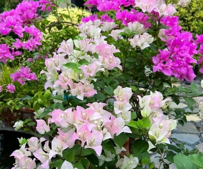 Ngắm lại căn nhà từng là tổ ấm của diễn viên Lan Phương với chồng tây