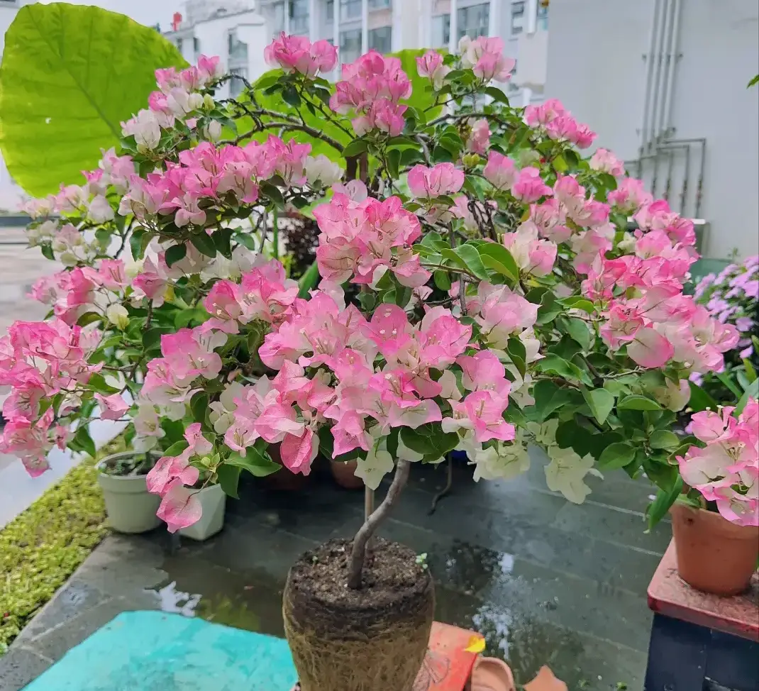 Trên thân hoa giấy có một “công tắc sinh trưởng”, biết cách bật lên cây thành amp;#34;cỗ máy ra hoaamp;#34;, nở 300 ngày mỗi năm - 4