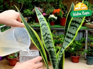 Đừng chỉ tưới nước lã cho cây lưỡi hổ, thêm thứ này vào tưới 1 tháng/lần, lá xanh như ngọc, cây cao tới 2m