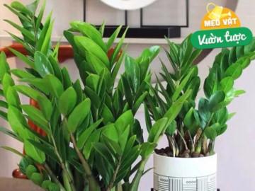 Cây kim tiền rất thích uống loại nước này, mỗi tuần một cốc, lá non mọc ào ào, xanh bóng như bôi mỡ