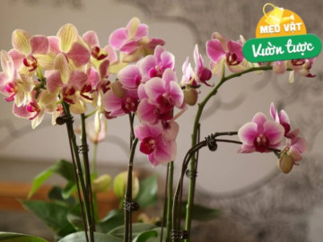 Mùa hè chăm lan hồ điệp theo 6 quy tắc này, cây liên tục mọc lá mới, thậm chí trổ bông khoe sắc