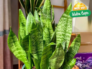 Tháng 7 chăm cây lưỡi hổ theo quy tắc 3 nhiều 2 ít, không cần bón phân chồi con cũng chen chúc kín chậu