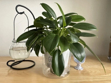 10 chậu xương rồng không bằng 1 chậu cây này, được mệnh danh là vua trừ tà, trồng trồng nhà giúp gia đình bình an