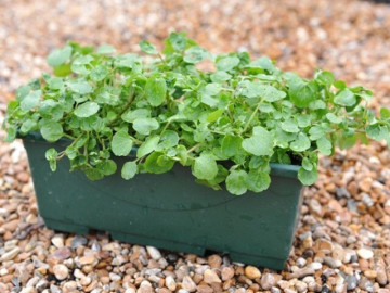 10 loại rau được Mỹ đánh giá tốt nhất thế giới, loại đầu bảng cắm cành vào đất là sống, 30 ngày cho thu hoạch