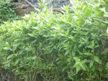 Rau dại xưa trồng làm hàng rào nay thành đặc sản, dược liệu quý, trồng trong nhà giúp gia chủ thu hút tài lộc