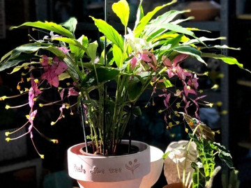 Đây là tân binh đang làm mưa làm gió trong giới cây cảnh, hoa nở quanh năm, bền như hoa giả, trồng dễ như rau
