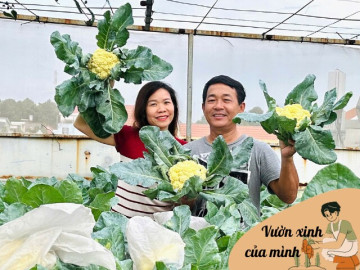 Mẹ 3 con Biên Hòa trồng 2 vườn rau xanh mướt trên ban công và sân thượng, rau trái trĩu giàn quanh năm