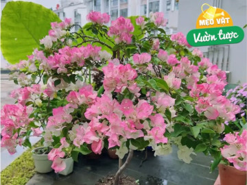 Trên thân hoa giấy có một công tắc sinh trưởng, biết cách bật lên cây thành cỗ máy ra hoa, nở 300 ngày mỗi năm