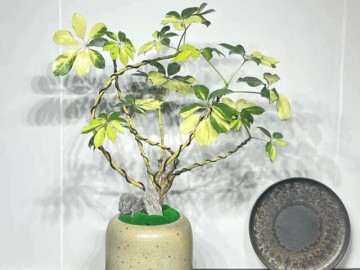Tại sao người giàu thích trồng cây ngũ gia bì trong phòng ngủ? Biết lý do tôi cũng trồng một chậu