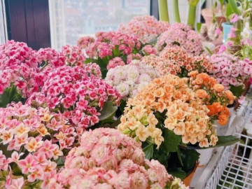 Trồng đúng hoa vượng tài theo 12 con giáp, tài lộc ùn ùn kéo tới, may mắn gõ cửa dồn dập