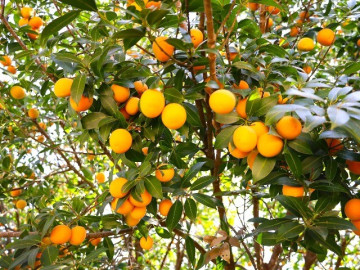 Lộc trời nấu canh chua ngon hơn sấu, giá 50.000 đồng/kg, trồng một cây cả họ ăn không hết lại đưa lộc vào nhà