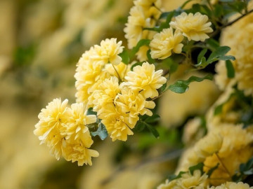 Loài hoa này dễ trồng hơn trầu bà, phát triển nhanh hơn hoa hồng, thơm hơn hoa nhài, nở 200 ngày mỗi năm