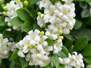 Loài hoa được ví đắt hơn vàng, thơm gấp 10 lần mộc hương, nở hoa suốt 7 tháng trong năm