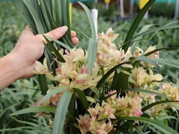 Người xưa nói: Trong nhà có 3 loài hoa, hai tay thu tài lộc, đó là 3 loài hoa nào?