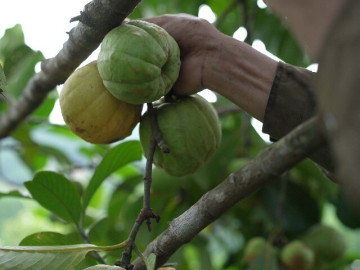 Quả dại xưa không ai ngó ngàng giờ thành đặc sản trời ban, trồng một cây vừa lấy bóng mát vừa mang lại may mắn