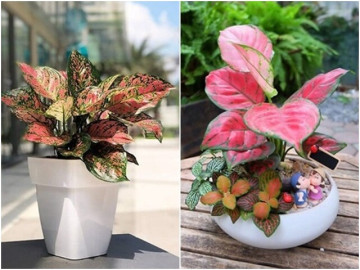 Cây cảnh phong thủy phòng lãnh đạo mệnh Hỏa giúp đem đến vận may, điềm lành trong cuộc sống