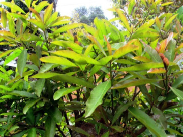 Lộc trời nấu canh chua ngon khó cưỡng, trồng một cây trong nhà vừa làm cảnh vừa xua tà khí, hút may mắn vào nhà