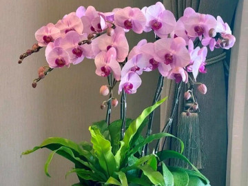 Tại sao ngày càng nhiều người đưa lan hồ điệp vào danh sách đen? Đây là 5 lý do
