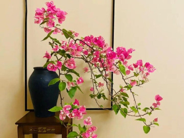 Sau 10 năm trồng hoa giấy, tôi mới hiểu lý do tại sao ngày càng nhiều người cho nó vào danh sách đen